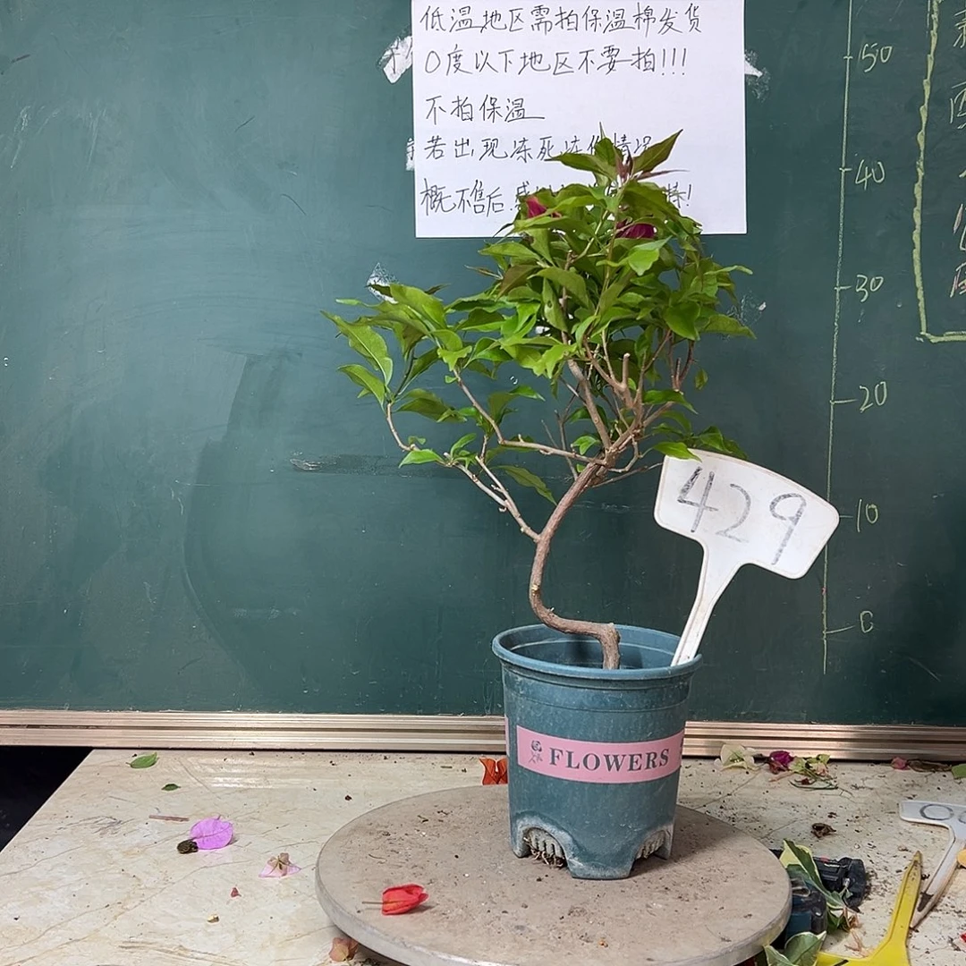 完全开放造型 紫桑巴 429