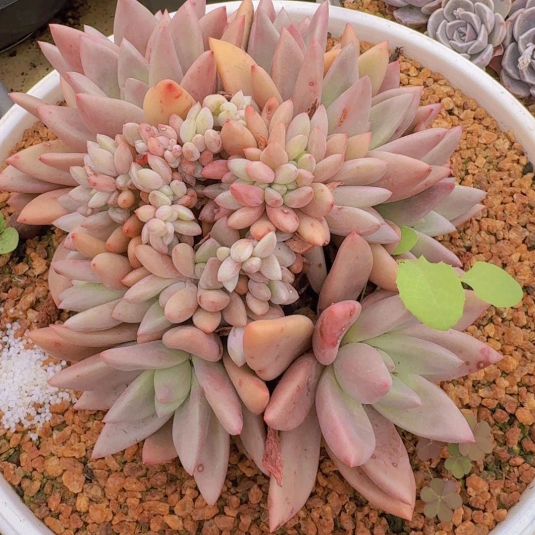 7-132桃花源凡艺多肉