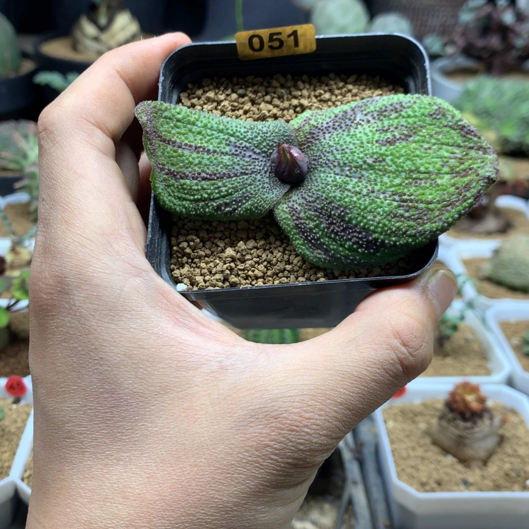 紫镜母本带盆发货