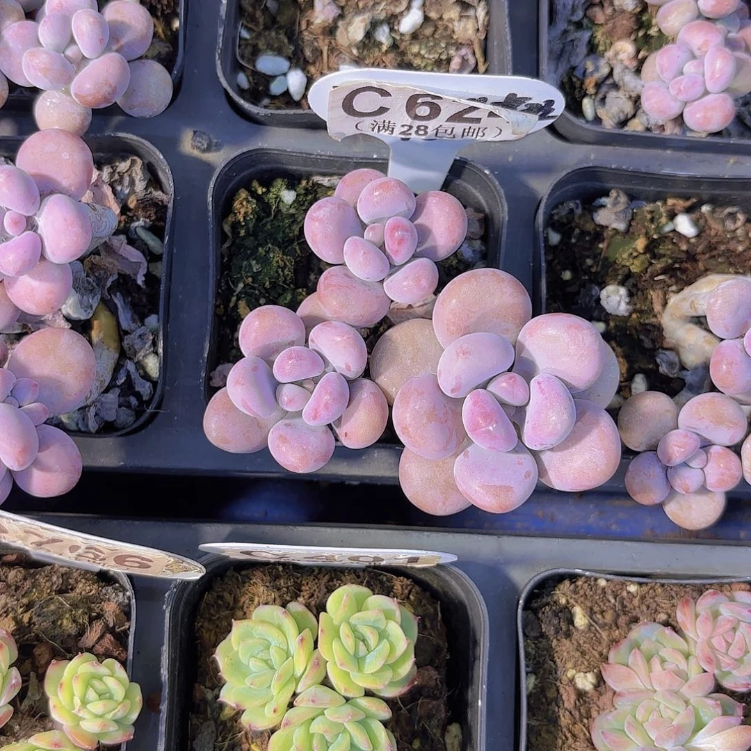 C624腰子蛋一物一拍