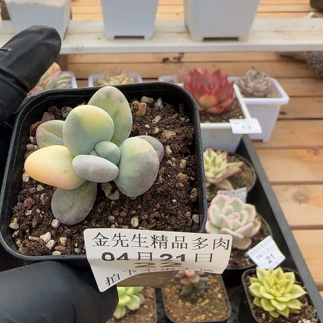 0421-22大叶美人锦