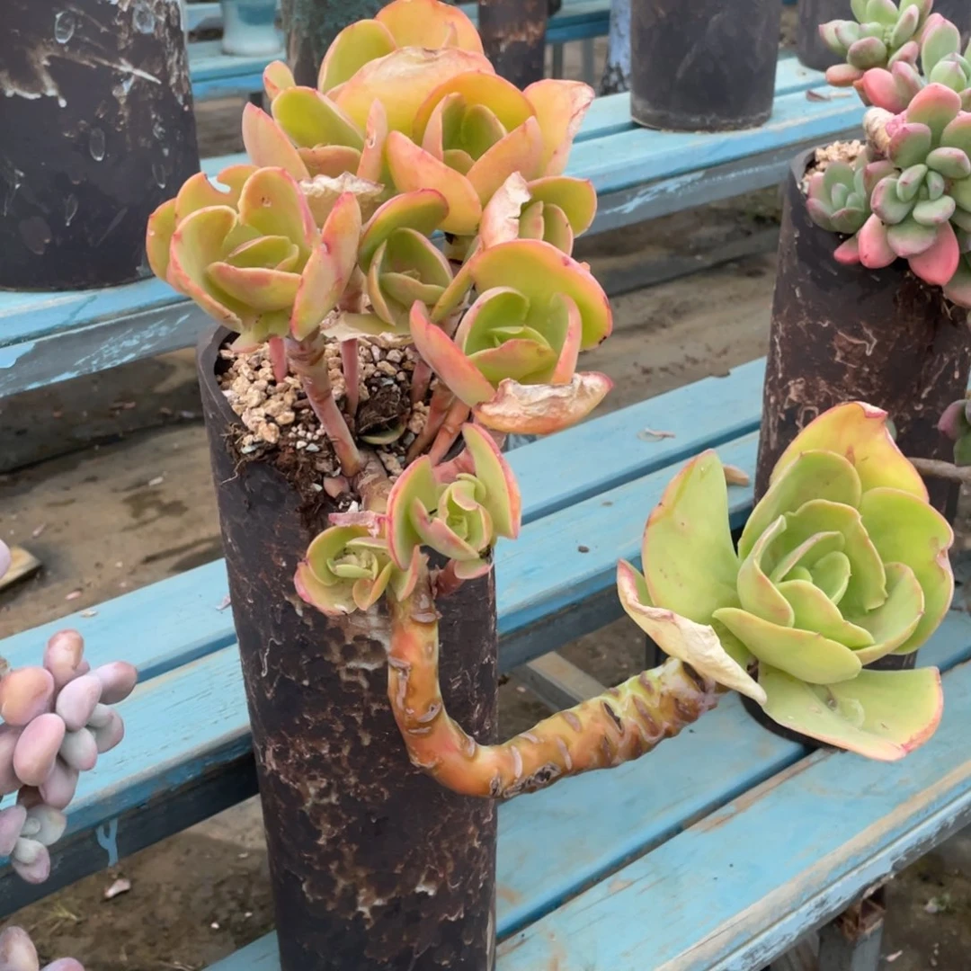 老桩柠檬卷脱土发货