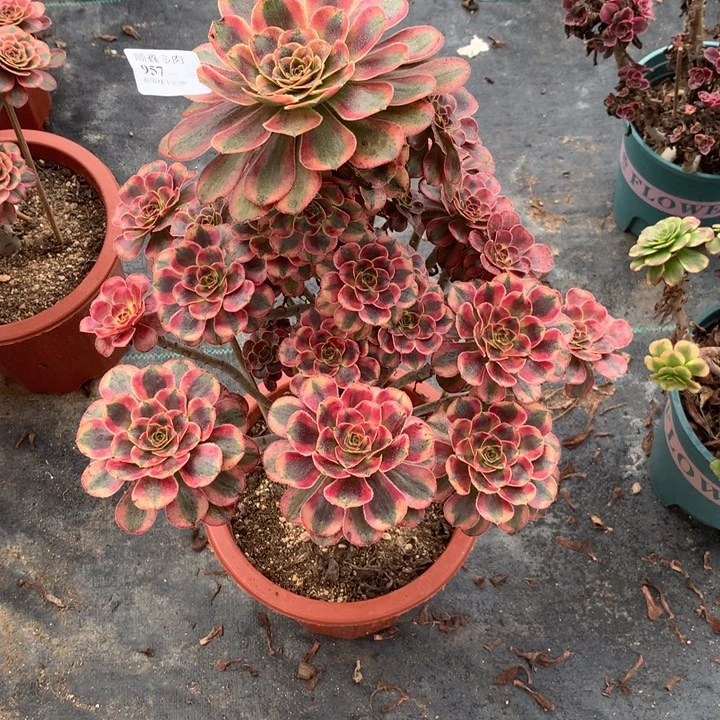 957初恋多肉植物特价