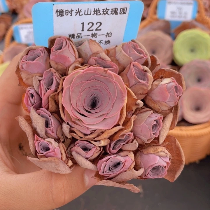 山地玫瑰122断枝不包损不售后