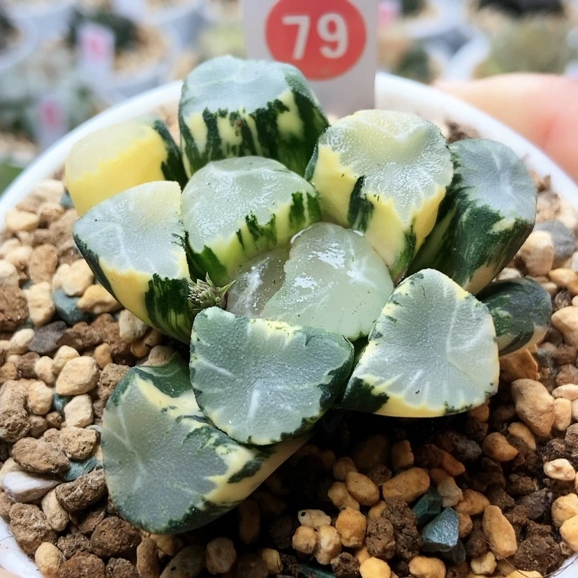 【闪购商品】丹*79霸王锦