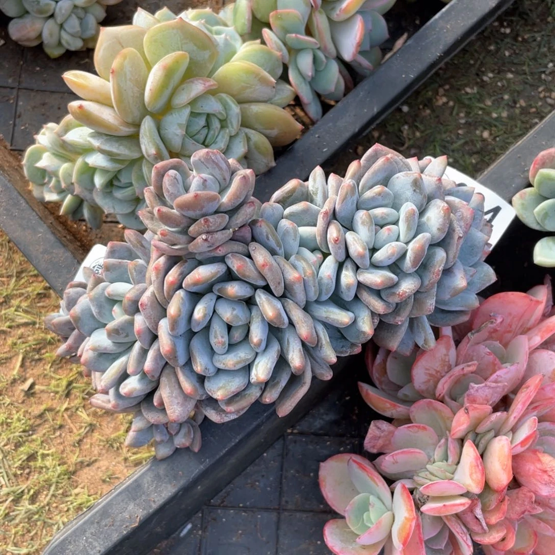 【闪购商品】完全开放香橙朵朵