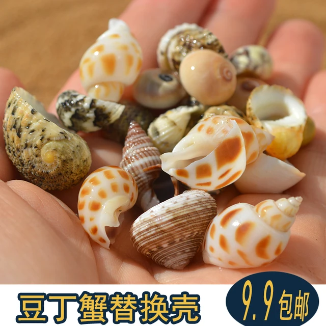 寄居蟹替换壳豆丁天然海螺壳备用壳造景手工diy橱窗地台装饰摆件