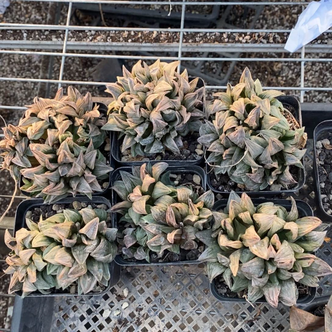 2918 一颗大西瓜寿群 元旦整点福利