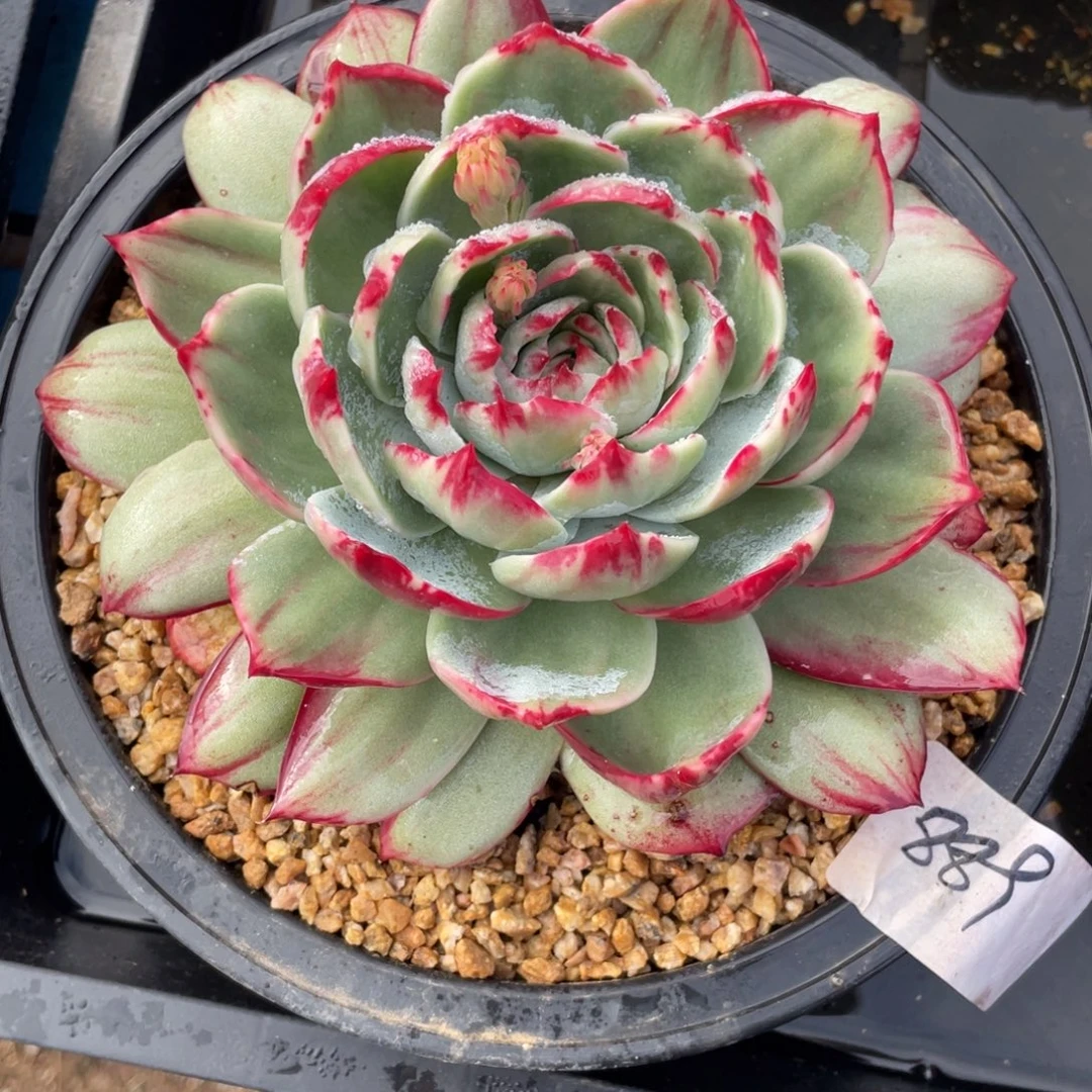 惊鸿仙子冠服18左右