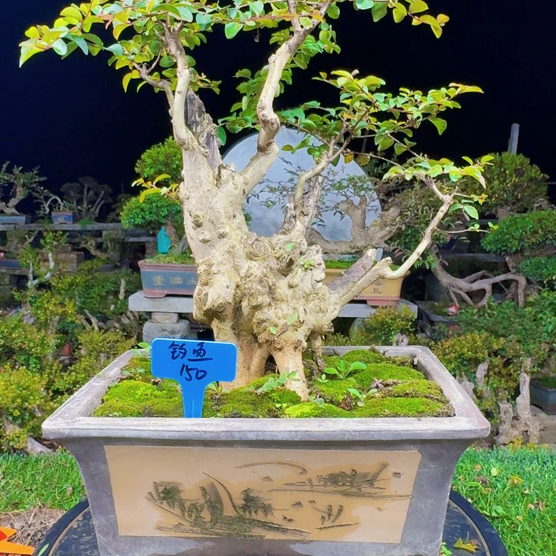 当前无花朵，栽培后可花朵