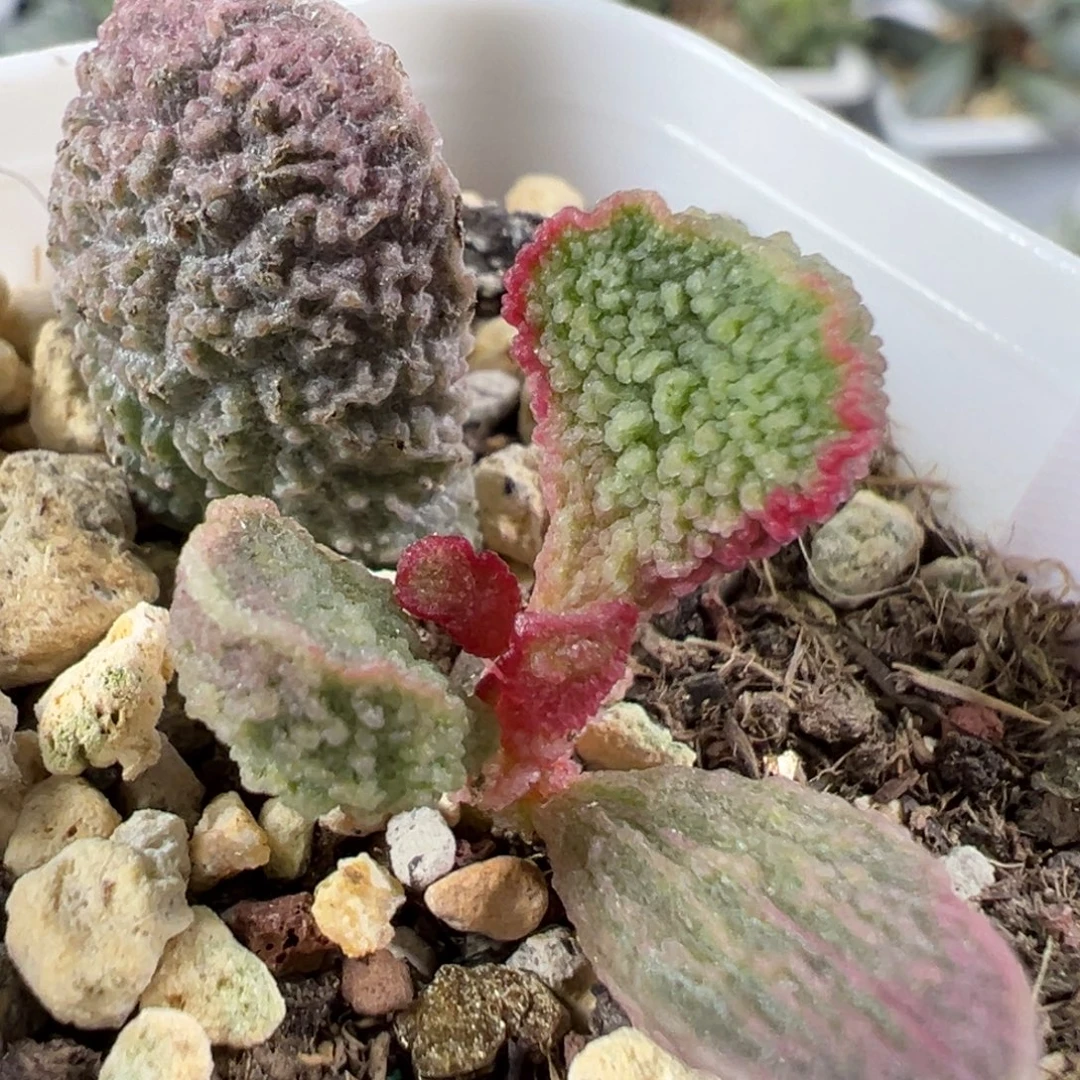 w粉色围边冰晶颗粒款实生新品