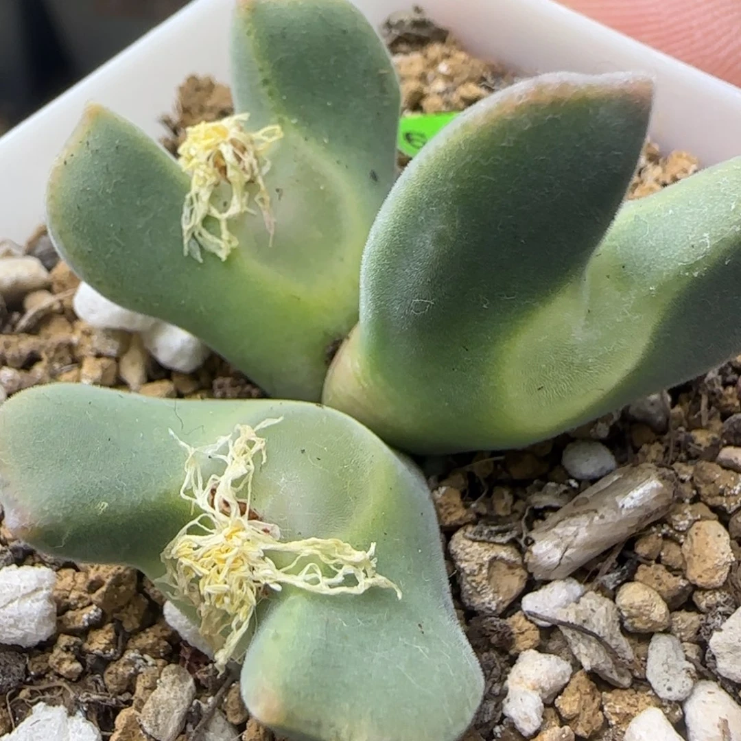 大眼睛空蝉群2.5多肉379