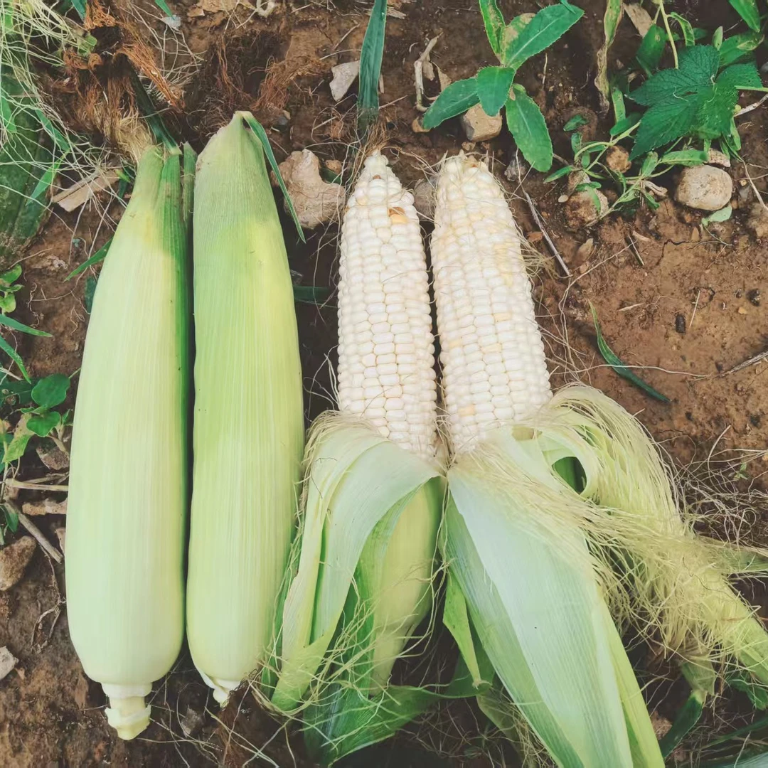 楚铂金918-现摘现发水果玉米中的爱马仕，甜糯玉米