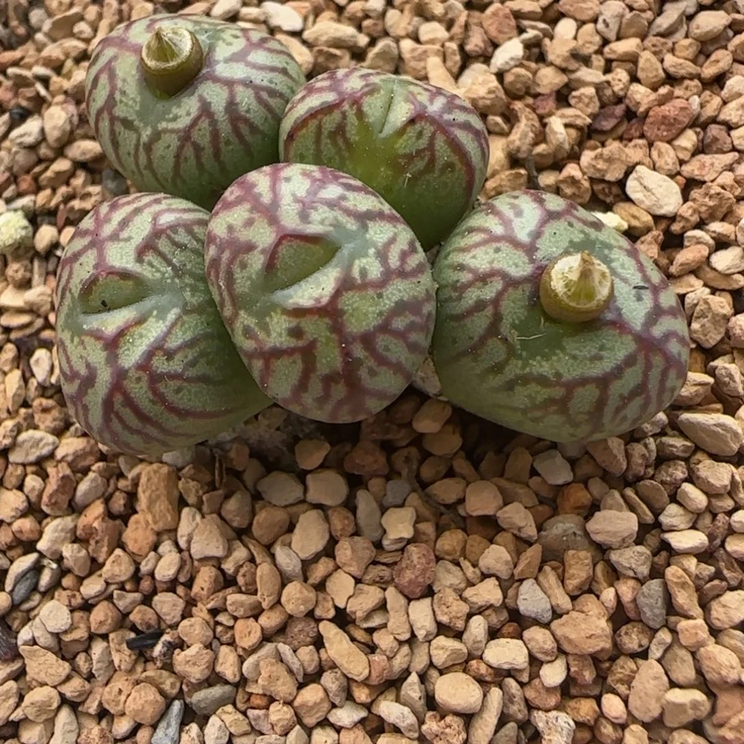 多肉植物外播铅笔画SP 8号