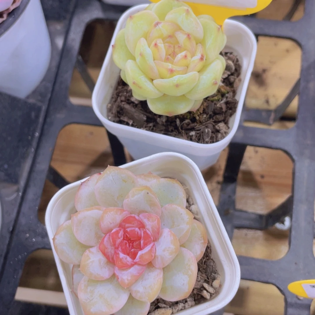 935号 孤品糖心两个