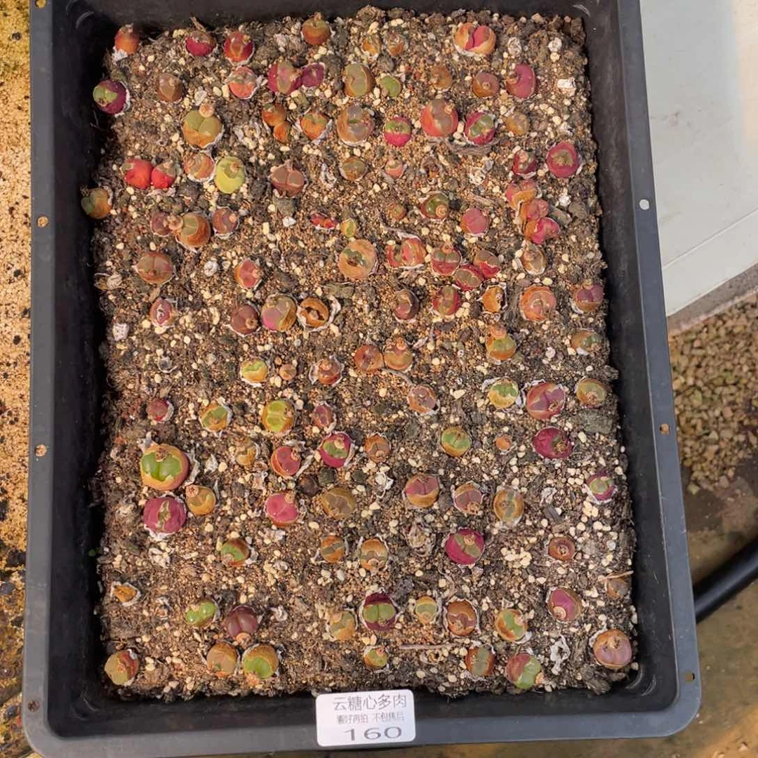 云糖心多肉植物160