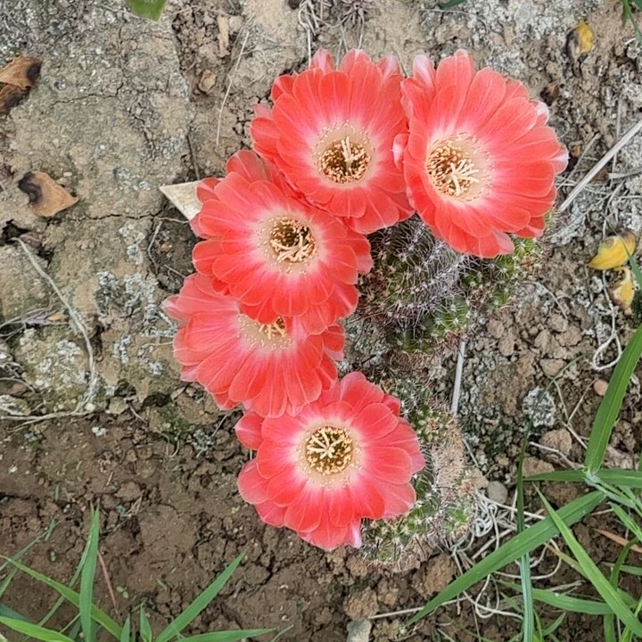 矮胖白檀869侧芽一个