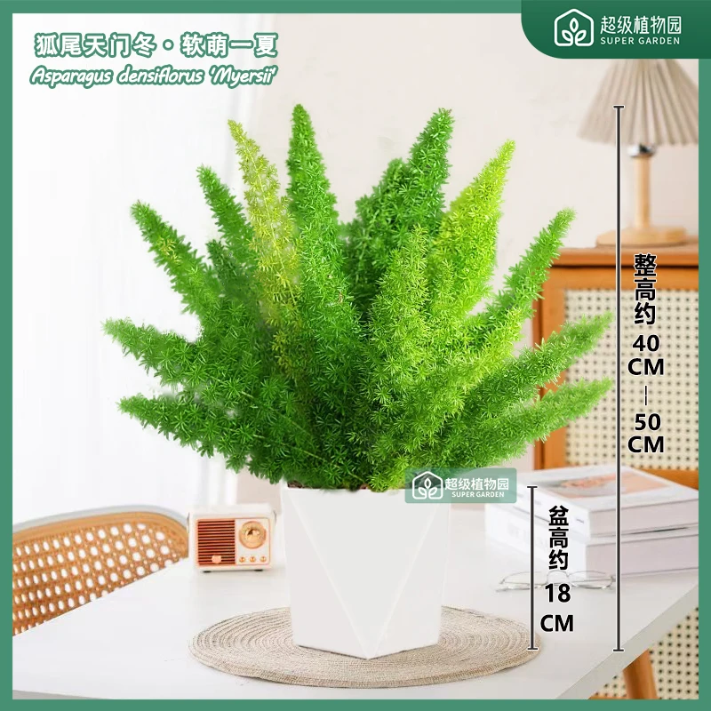 狐尾天门冬植物盆栽庭院花园阳台绿植盆栽四季常青耐热花卉九尾狐