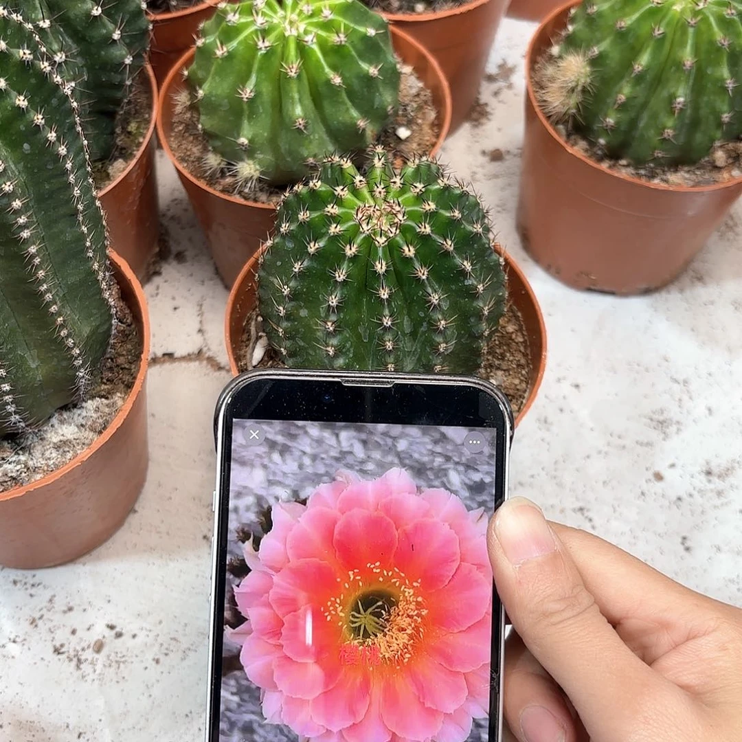 彩草樱桃6..5公分左右