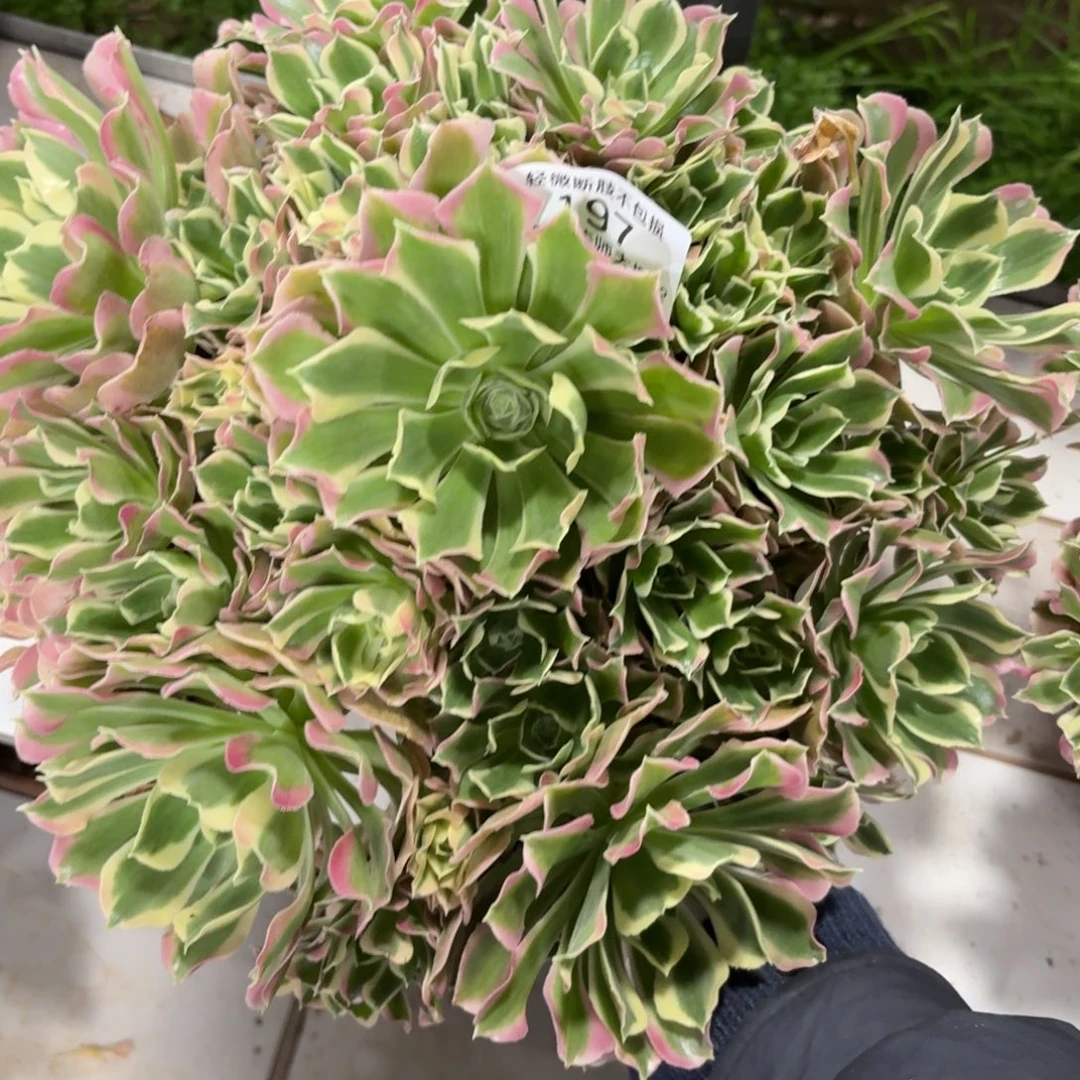 197雨花石多肉植物法师