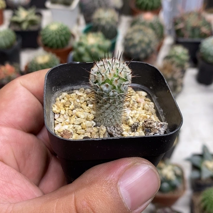 实生直刺佩雷孤品