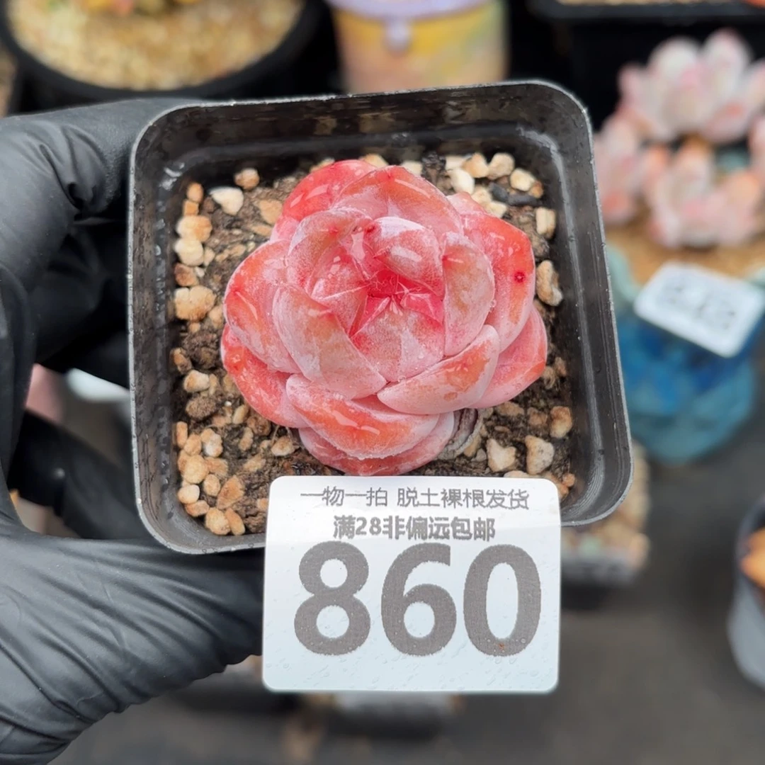 黛玉单头无盆土发货