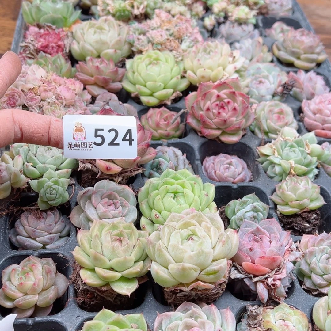 多肉植物多肉植物