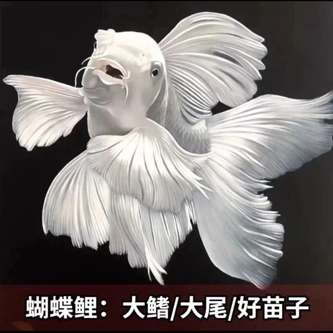 改拍链接精品蝴蝶鲤