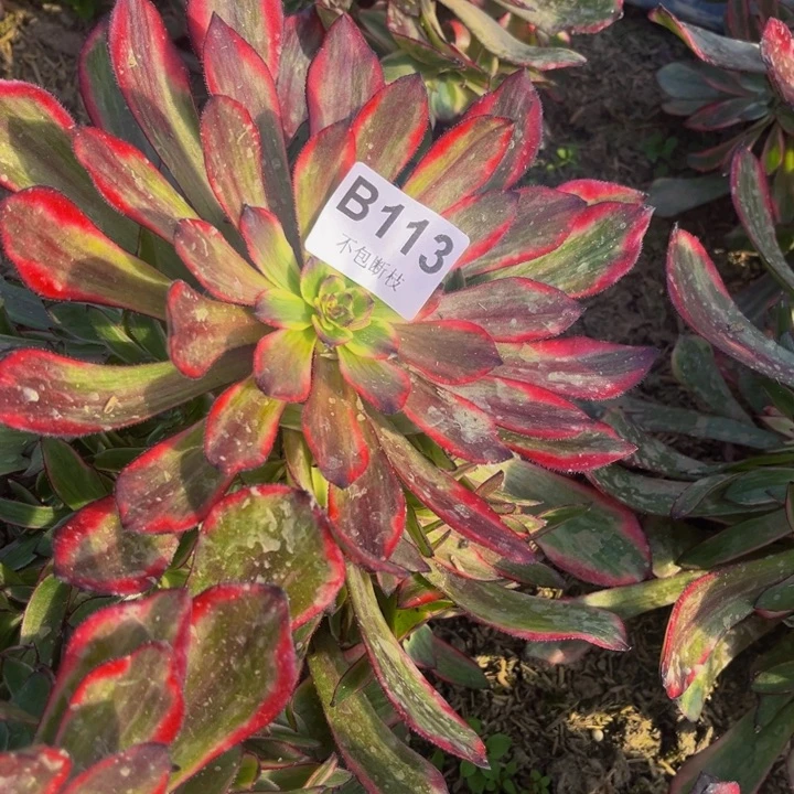 113烟花量轻微偏头多肉法师不包断枝