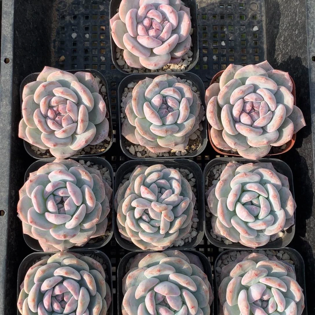 6115十颗橙梦露脱土包邮