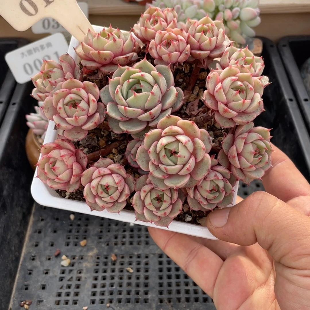 0101笨巴不带盆14厘米啦啦