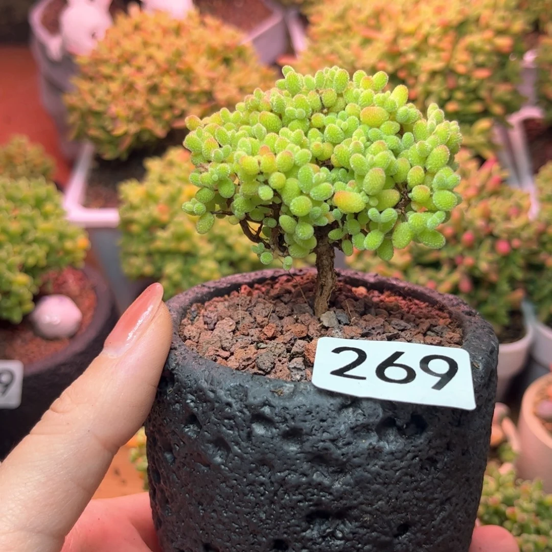 269金桔可爱多肉植物