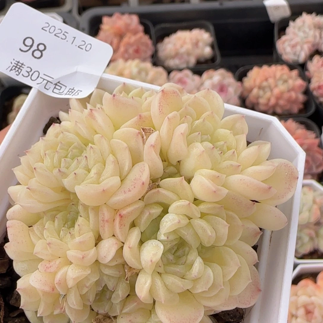 绿体麦秆群一颗脱土