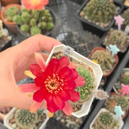 42号丽花仙人球直径4