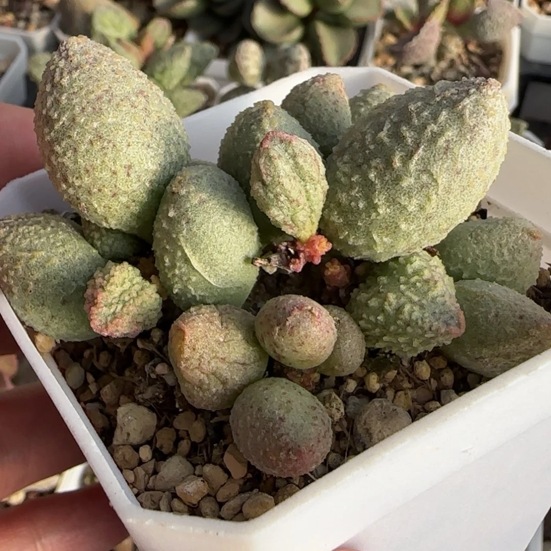 翡翠哈默水泡多肉植物