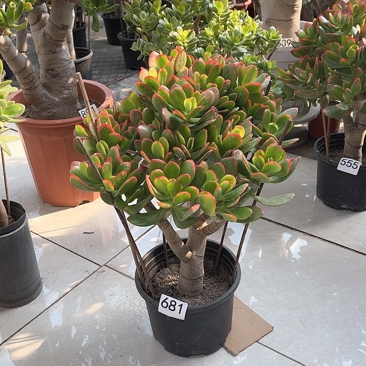 彩玉树花月独杆老桩