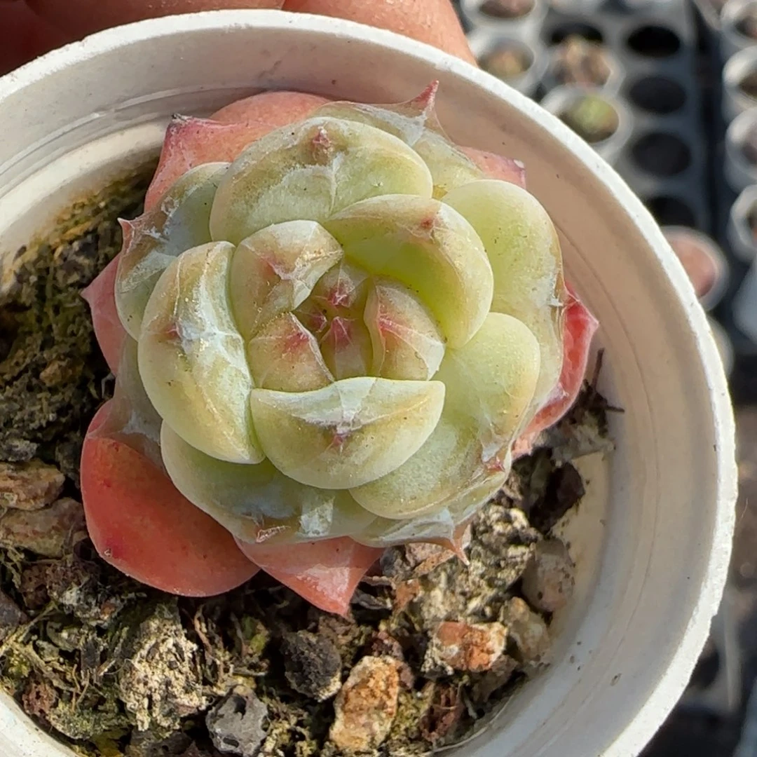 小卡拉米糖心一物一拍