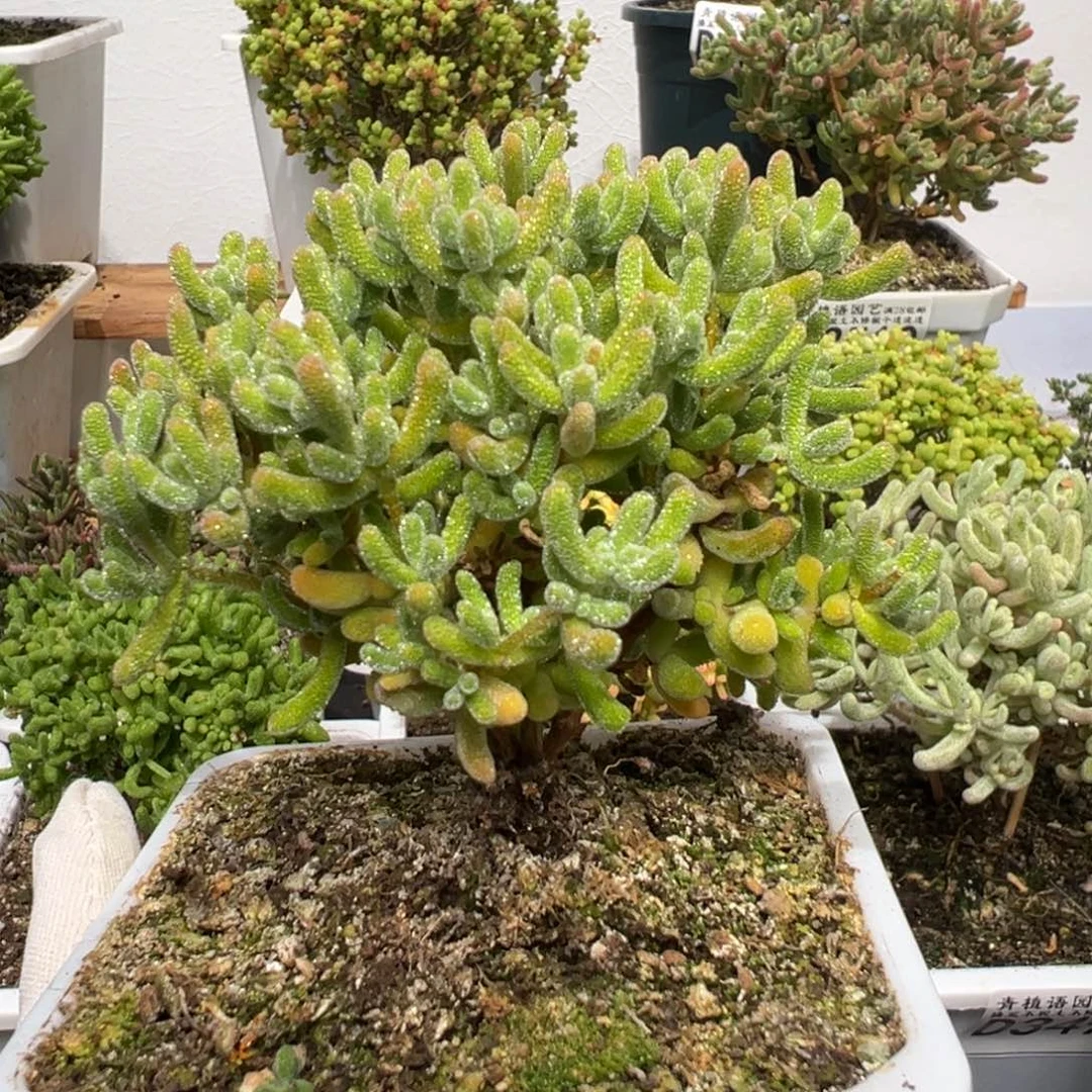 d3529冰晶枝干福利