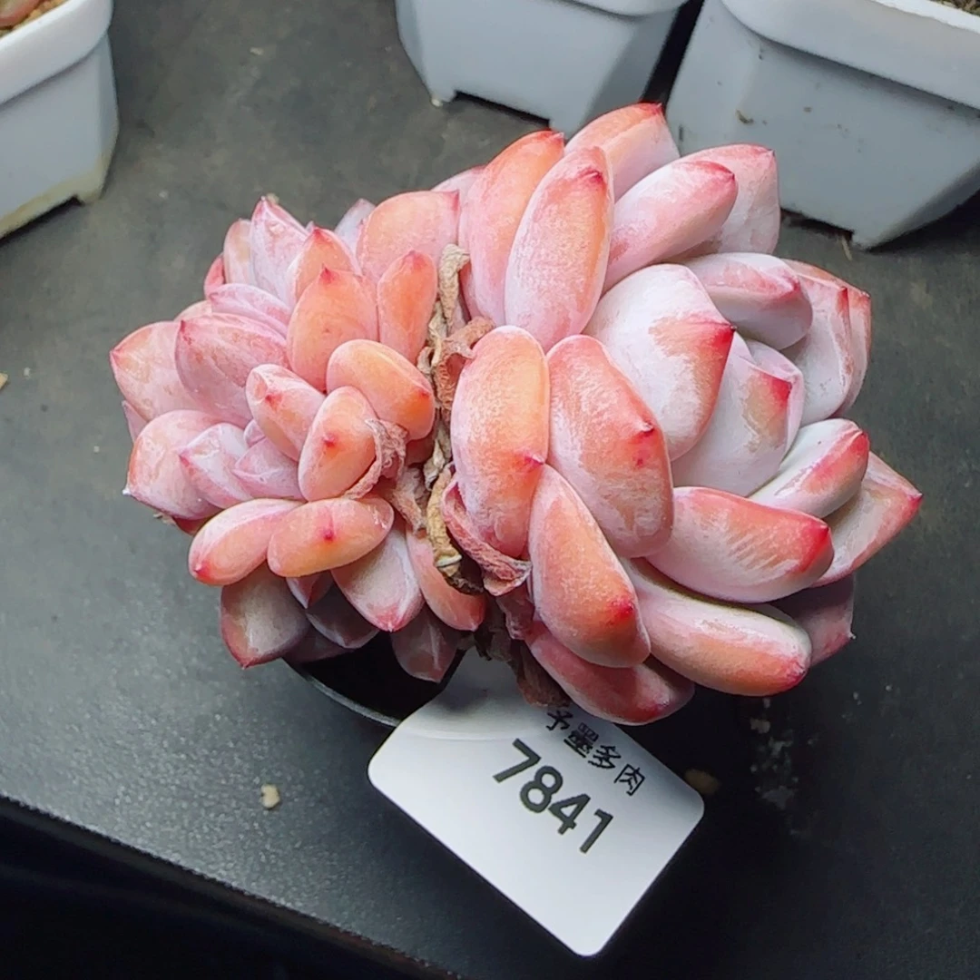 星影，7841多肉植物