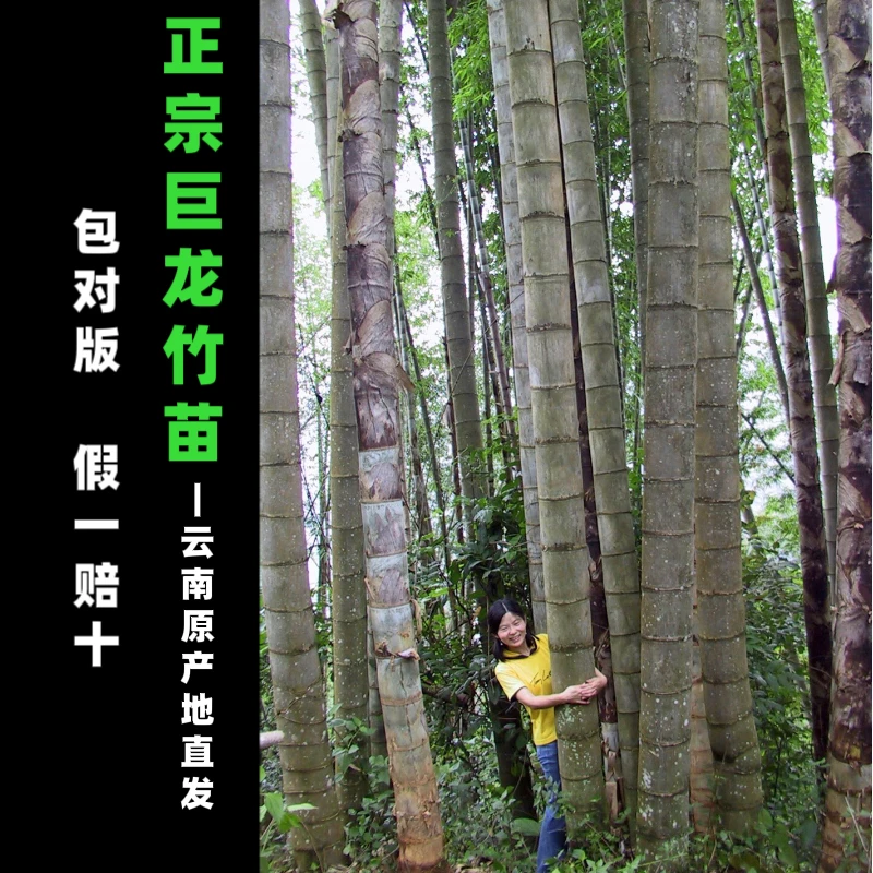 大型厚壁巨龙竹苗正宗巨龙竹根现挖云南基地直发七叶