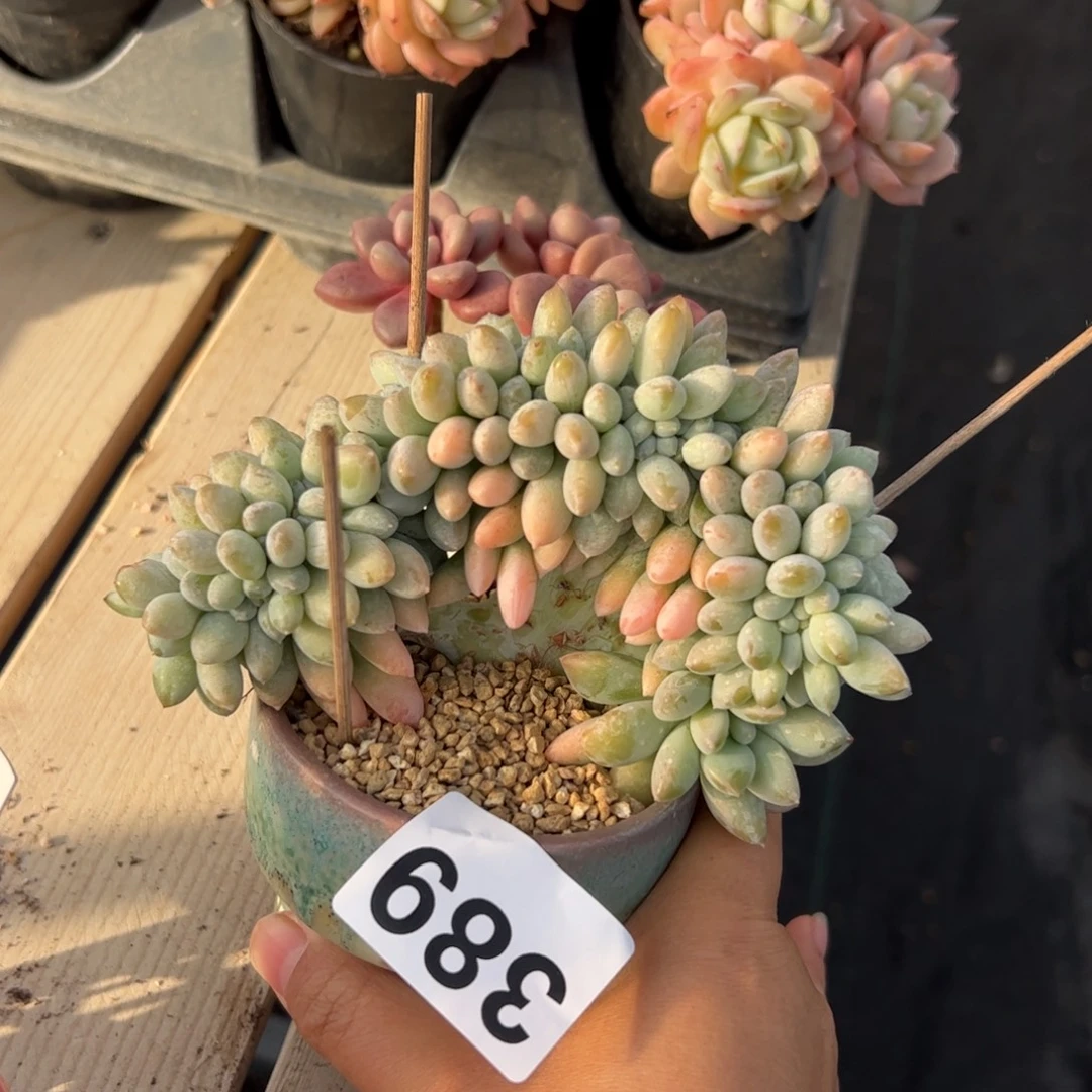 ****ぷ389 多肉植物组合盆栽