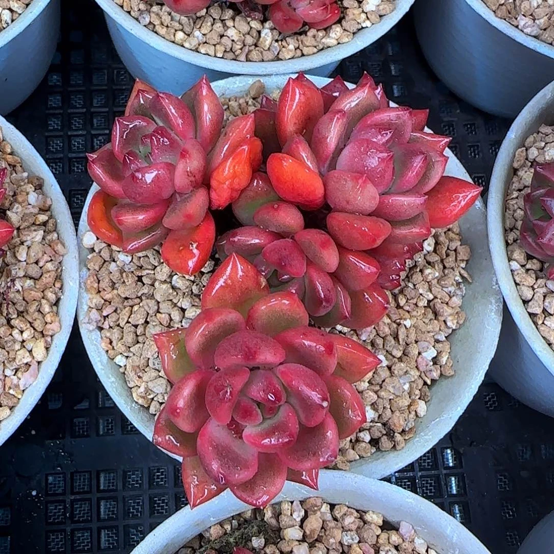 从前慢花园精选小红酒群