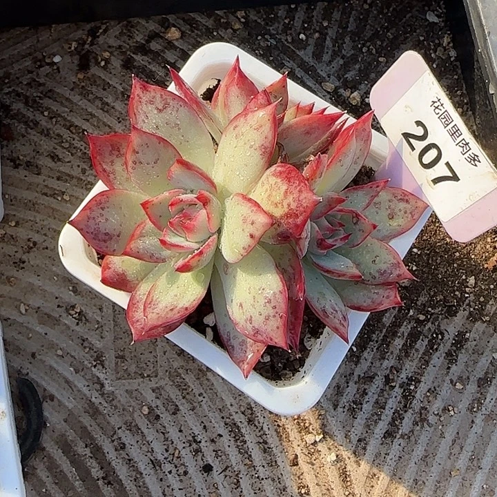 度***墅207 惊鸿仙子多肉植物