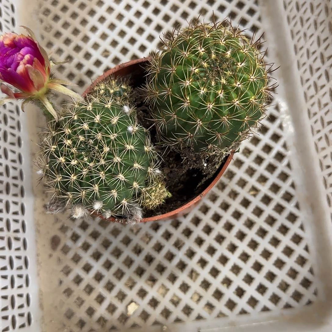 @***?花花花花花花花花花