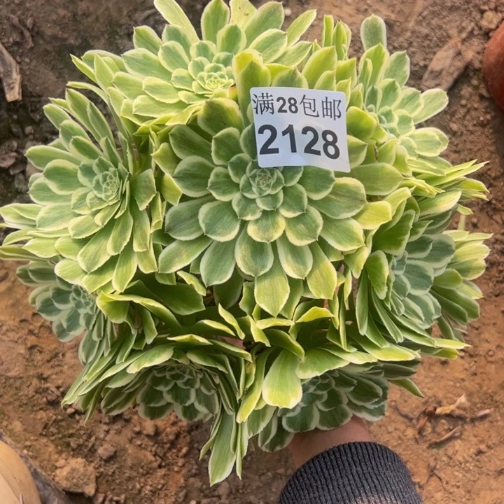 2128碧浪多肉植物