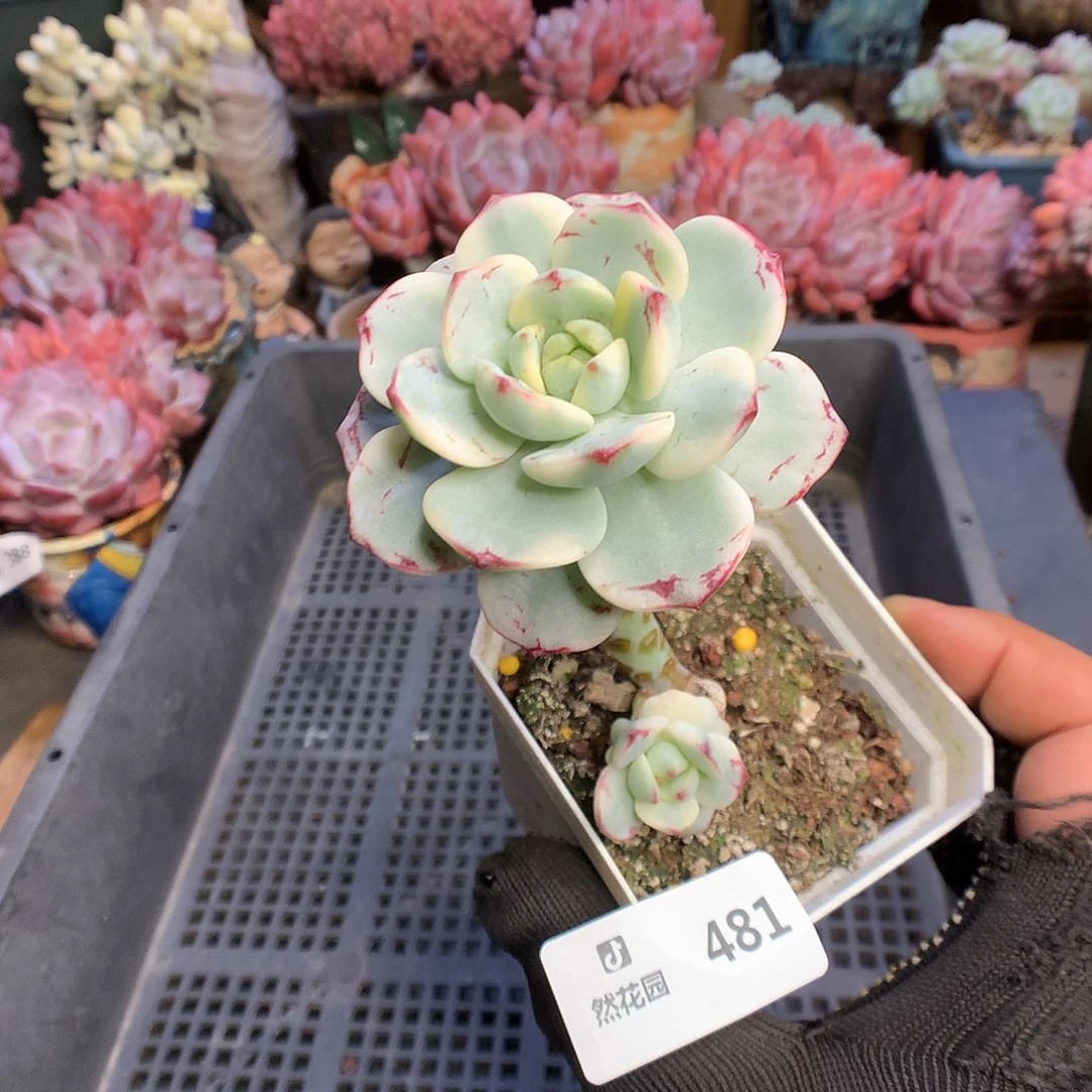 481香草锦多肉植物666