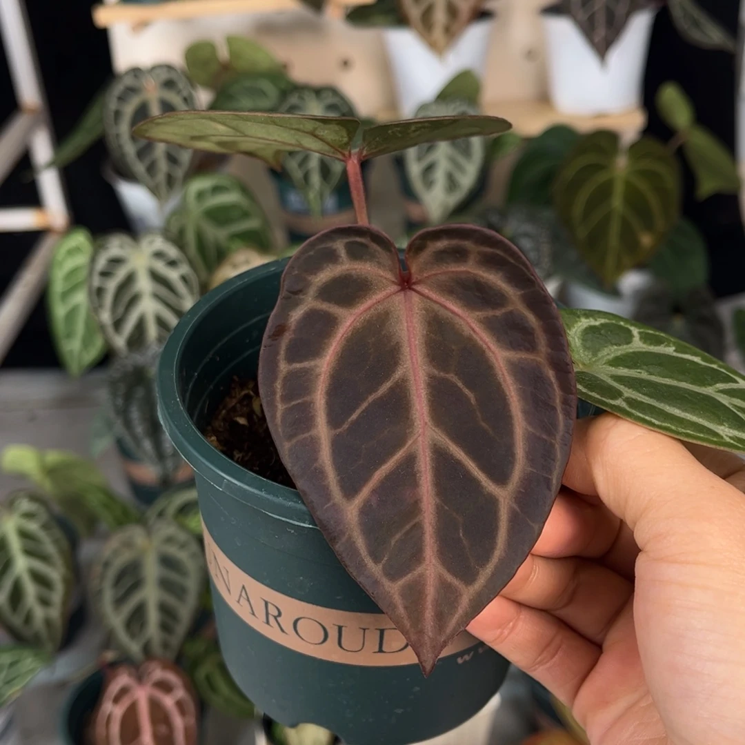 无花朵004 米歇尔籽播