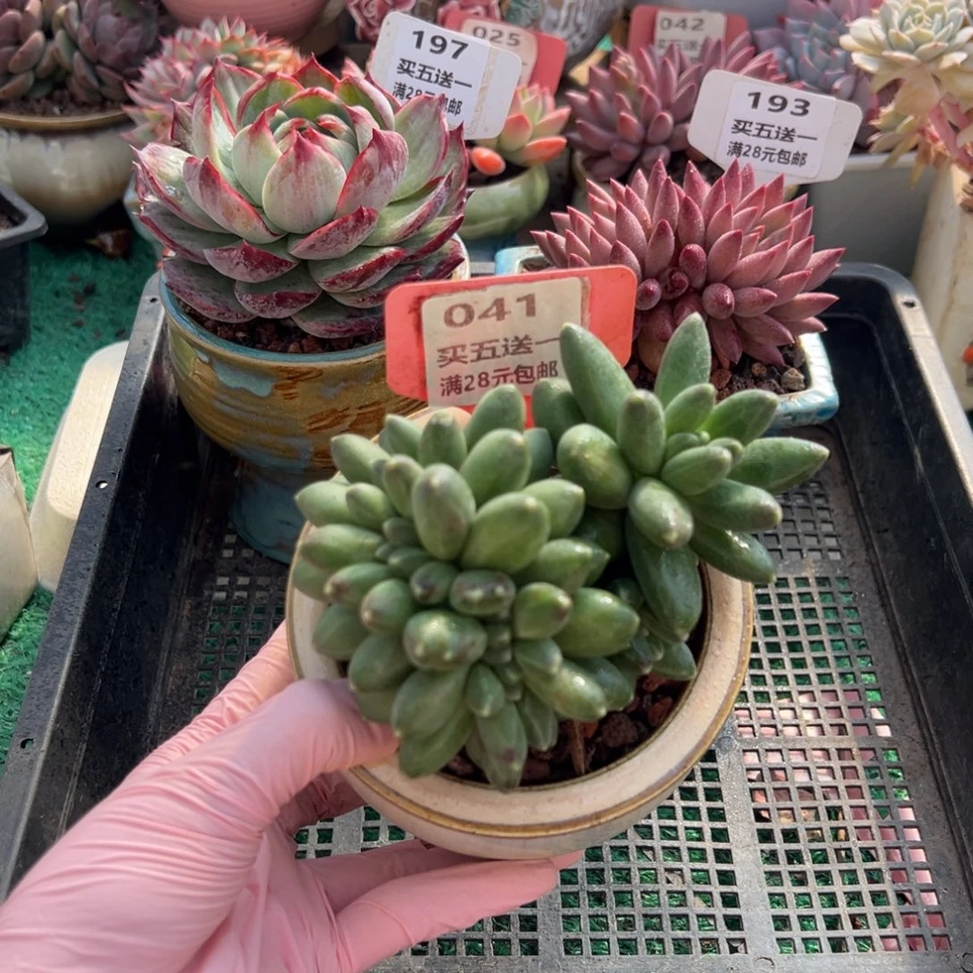 表妹精品多肉植物041.