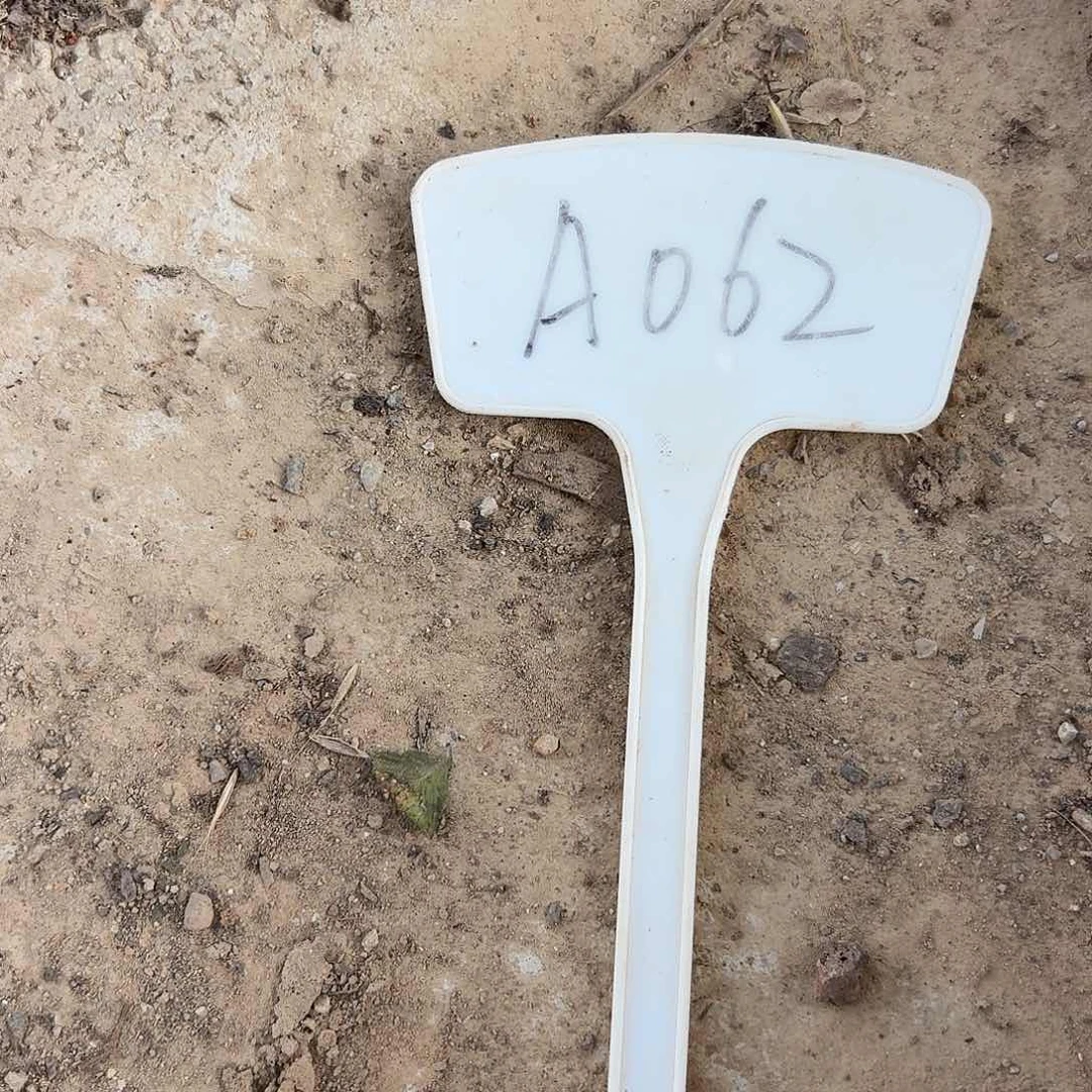 铜***！A062,云羽侧牙一个