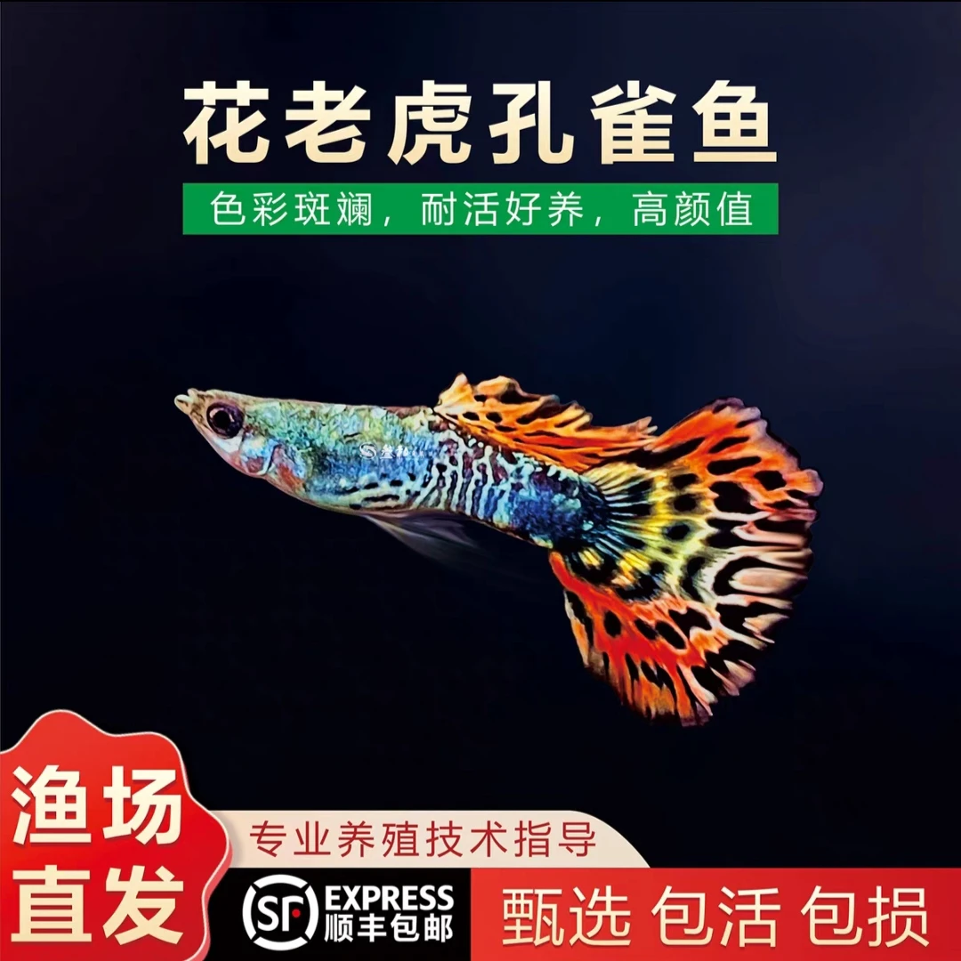 花老虎孔雀鱼精品胎生小型热带观赏鱼好养耐活尺寸3cm左右